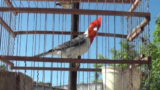 Cardenal macho cantando a mi lado [upl. by Altis]