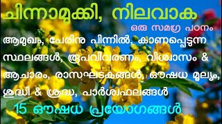 ചിന്നാമുക്കി ചെന്നാമുക്കി ചെന്നാമക്കി നിലവാക സന്നാമുക്കി Cassia Angustifolia Senna alexandrina [upl. by Areemas]