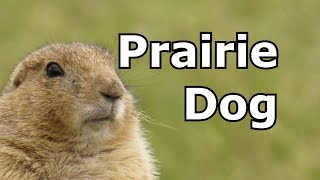 Prairie Dog Sounds amp Pictures  Learn The Sound A Prairie Dog Makes  Animal Sounds [upl. by Kifar65]