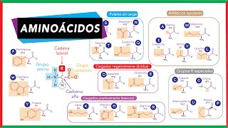 Aminoácidos partes clasificación esenciales y no esenciales  Bioquímica [upl. by Ladnik110]