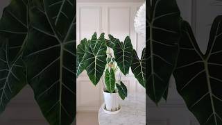 Alocasia Frydek 💚 프덱 근황 날이 덥고 습하니 새잎 풍년입니다  alocasia 알로카시아프라이덱 식집사 houseplantslover [upl. by Scotti]