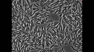 Motions of Swarming E coli Bacteria [upl. by Ellek]