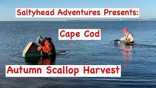 Autumn Scallop Harvesting on Cape Cod with Saltyhead [upl. by Murial]