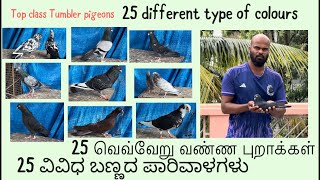 25 types of colours top class tumbler pigeon  1st time ever University blue Loft VP Arun [upl. by Hanafee]