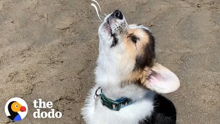 Watch This Blind Ball of Fluff Get So Confident  The Dodo [upl. by Gaye]