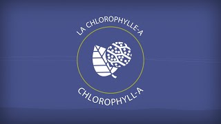 La chlorophyllea  Chlorophylla [upl. by Adnopoz977]