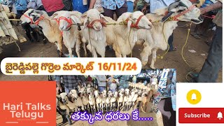 baireddipalle sheep market 16112024  Nellore Judipi Nellore Brown [upl. by Ymot]