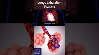 Lungs Exhalation Process [upl. by Grewitz60]