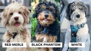 The Different Colors of an Aussiedoodle Merle Phantom etc [upl. by Atilam]