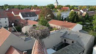 Storchennest Altlandsberg 09102024 [upl. by Ttereve]