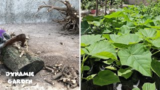 How to propagate Paulownia  Propagation of Paulownia from roots [upl. by Shwalb798]