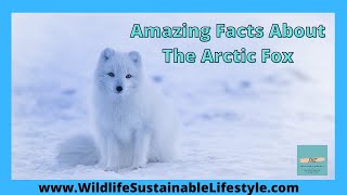 Amazing Facts About The Arctic Fox  Arctic Animals [upl. by Mckee]