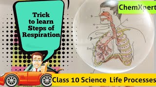 Trick to learn Passage of air through Respiratory System Class 10 Science Chapter6 Life Processes [upl. by Ladnar]