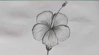 Joba ful drawing How to draw Hibiscus flower easy [upl. by Norraj]