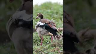 Egyptian Goose Family shorts [upl. by Zita]