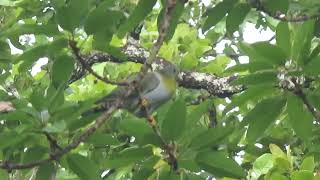 Yellowfooted amp Thickbilled Green Pigeon Mae Ping National Park Thailand 19 Sept 2024 [upl. by Ahsemot]