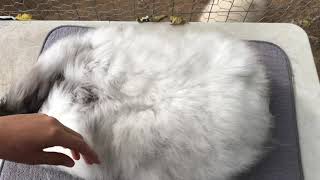 How To Start Shearing A German Angora and avoid second cuts [upl. by Oremodlab853]