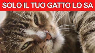 11 segreti che il tuo gatto sa di te  I gatti sanno tutto [upl. by Caesar]