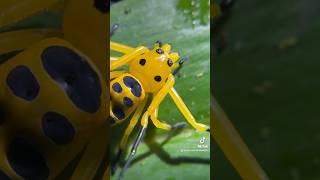 HOW Are These REAL EightSpotted Crab Spider short shorts spider spiders arachnid [upl. by Auqinal]