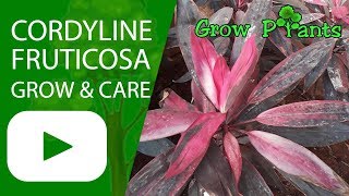 Cordyline fruticosa  Ti plant  Growing and care [upl. by Mathia]