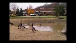 Ohio Geese Control Introduction Video [upl. by Eissolf]