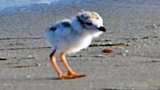 Piping Plover Chick  June 16 2014 [upl. by Hevak861]