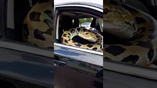 A nimble python wriggles into the car and attacks the driver [upl. by Eillil219]