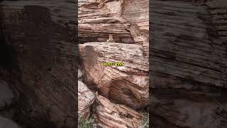 Ultimate Red Rock Canyon Las Vegas Guide  Unveiling The Mustknows For An Epic Day Trip [upl. by Aleras]