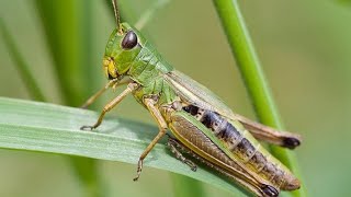 Grasshopper 🦗 grasshopper shorts youtubeshorts animals jungle grass ytshorts bamboo [upl. by Buseck]