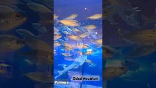 Dubai Aquarium shortvideo [upl. by Lemon]