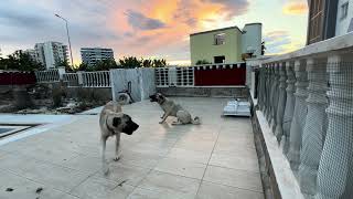 Kangal Hunde 8 Monate in Alanya Mahmutlar im Sonnenuntergang am 7 Mai 2024  Kangal Yavrusu [upl. by Elletnahs]