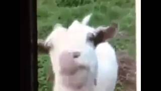 Vine Blah Blah Blah Goat [upl. by Martelle]