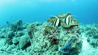 Moorish Idols  Reef Fish in the Maldives [upl. by Nwahsid]