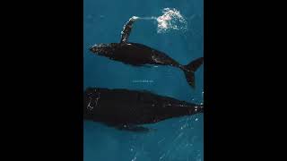 🐉किलर व्हेल 🐋 के बारे में सच्चाई 🤯  Facts about Killer whales 🐋  short killerwhale facts [upl. by Neelat775]