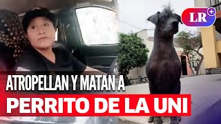 UNI mujer ATROPELLA Y MATA A PERRITO que vivía dentro de la universidad  LR [upl. by Benny]