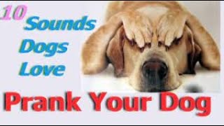 Sounds That Tilt Dogs Head  Sounds Dogs Love Most [upl. by Groark73]