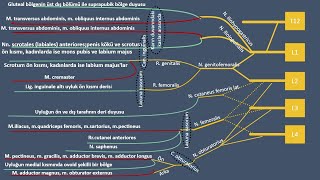 Sorularla Plexus Lumbalis [upl. by Hamner]