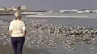 LOWELL MANGANO AT STRATHMERE BEACH 1999 [upl. by Enomed]