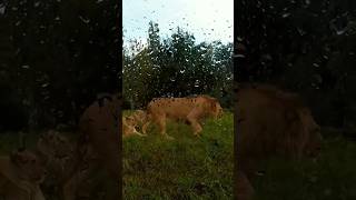 Safari Park Dvur Kralove [upl. by Seiden]