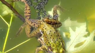 Frogs Fertilizing Eggs [upl. by Alhsa]