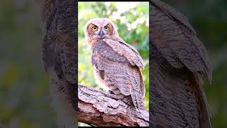 Owl ytshortsytstudioowlowlloverssanctuarynaturebirdsbirdwatchingbirdphotographyowlhouse [upl. by Sonja]