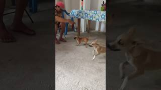 Mi papá entrenando a su chihuahua 🐕 [upl. by Yezdnil751]