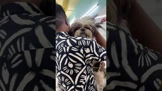 Vet appointment for booster and easy ear hair removal powder [upl. by Barbey236]