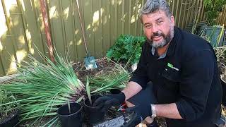 How to Maintain Dianella [upl. by Lefty632]