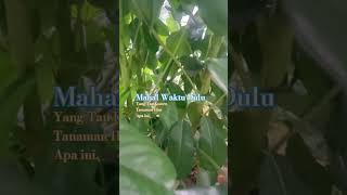 Tumbuhan hias tumbuhansihat fypシ゚viral natural fyp vidioshorts tumbuhan [upl. by Richela]