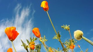 6 days in the life of a California Poppy timelapse [upl. by Hsiri63]