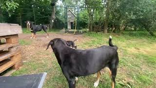 Entlebucher Sennenhund mix pups met een leven lang begeleiding [upl. by Sankey922]