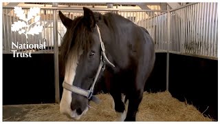 Exercising the shire horses  Video diaries from National Trust Wimpole Home Farm [upl. by Fanchie]