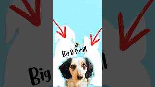 My Dog Has Friends Of All Sizes dog youtubeshorts [upl. by Purdum]