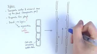 AS Biology  Transport systems in plants OCR A Chapter 91 [upl. by Natye]